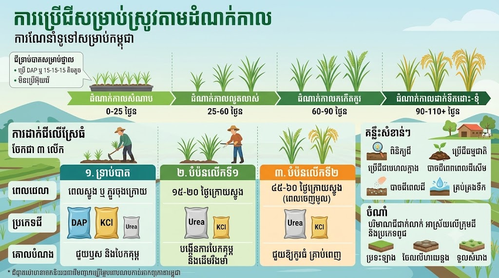 ការប្រើជីសម្រាប់ស្រូវតាមដំណាក់កាល